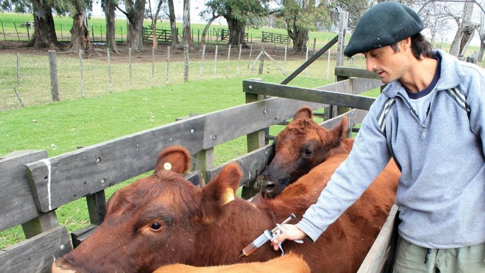 Senasa reglamentó la libre elección del veterinario privado para las campañas de vacunación